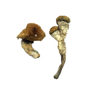 Amazonian Magic Mushrooms online