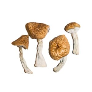 Burmese mushrooms