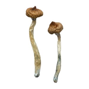 Buy Escondido Magic Mushrooms Online