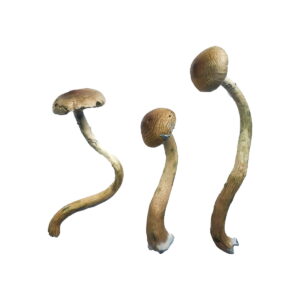 golden teacher magic mushroom