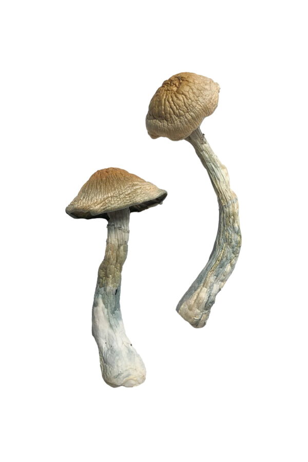 HillBilly Magic Mushrooms