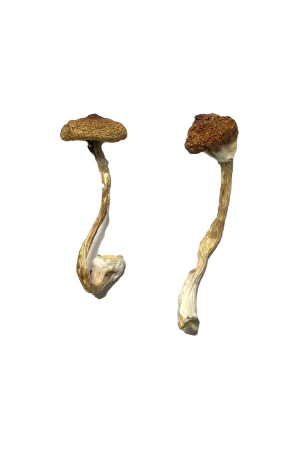 Koh Samui Super Strain Magic Mushrooms - Image 3