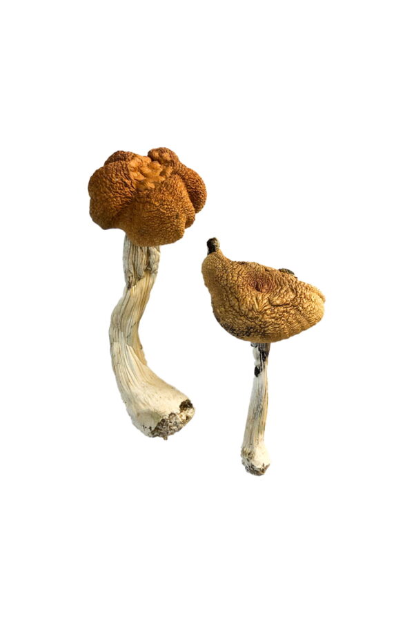 Buy Malaysian Magic Mushrooms USA