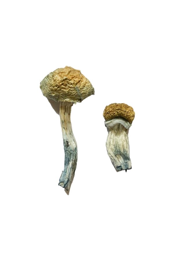 Mazatapec Magic Mushrooms - Image 3